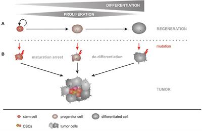 Cancer Stem Cells—Origins and Biomarkers: Perspectives for Targeted Personalized Therapies